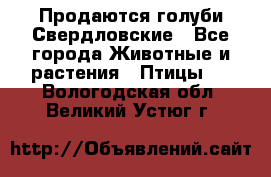 Продаются голуби Свердловские - Все города Животные и растения » Птицы   . Вологодская обл.,Великий Устюг г.